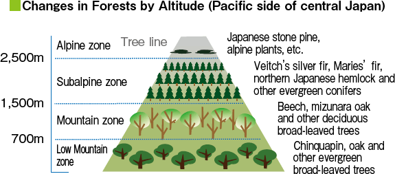 Changes in Forests by Altitude (Pacific side of central Japan)